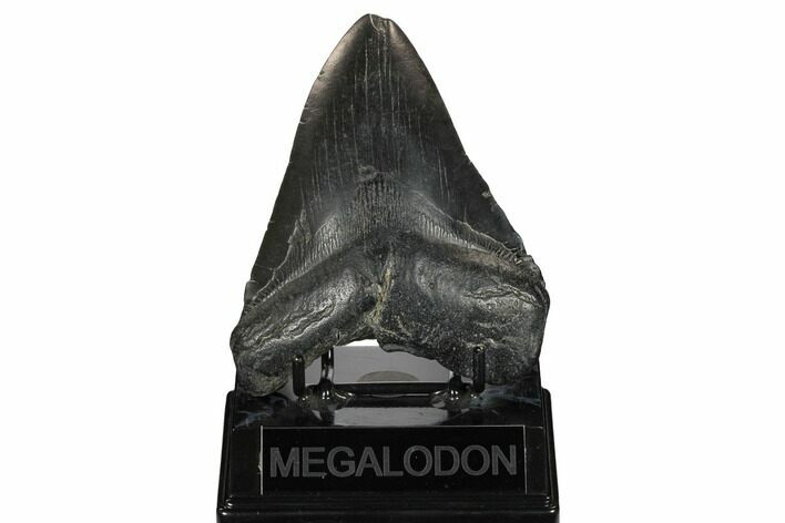 Fossil Megalodon Tooth - South Carolina #172256